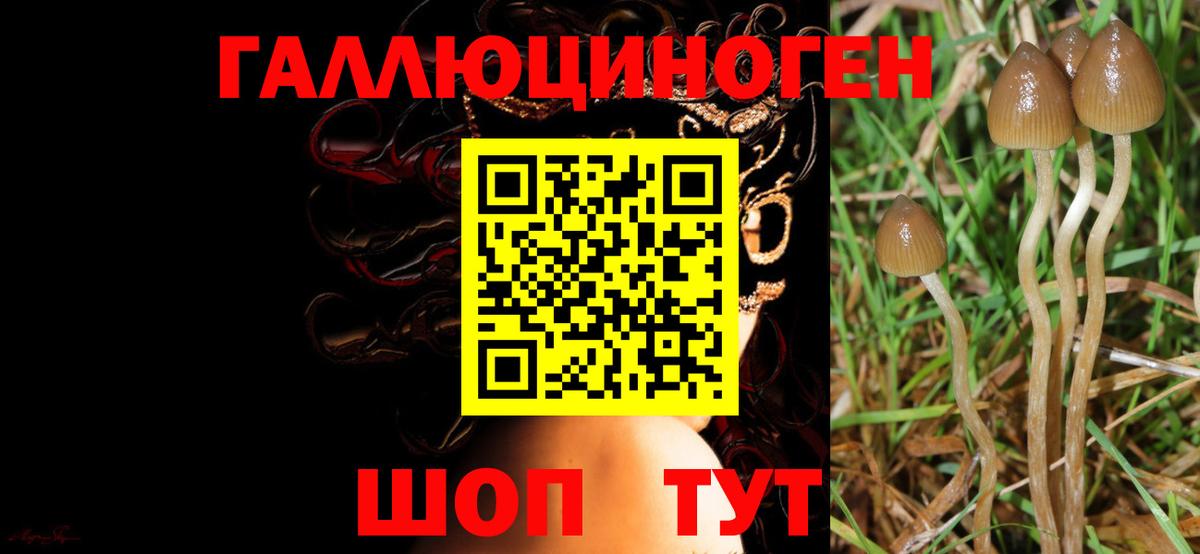 Барнаул  Псилоцибиновые грибы Psilocybe  Вход с VPN 